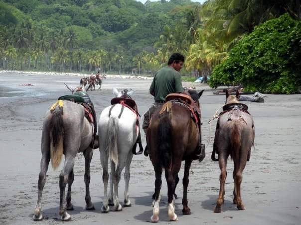 Gorgeous beach setting Nosara Costa Rica with jungle outlining the beaches